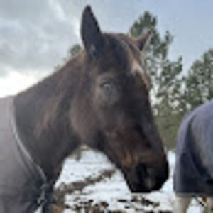 Meet your Posher, Hunter